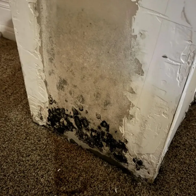 Professional Mold Removal in Ettrick, VA